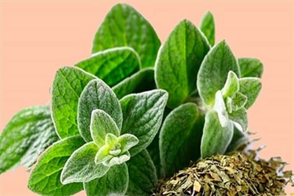 تصویر 2 از خرید پونه کوهی اصل + قیمت فروش استثنایی